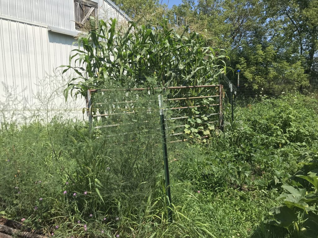 Photo shows the garden from the southwest side. The corn is growing in a triangular bed with two cattle panels bordering it.